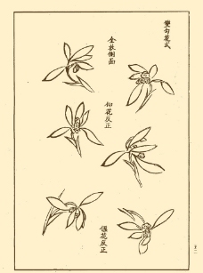 芥子园画谱 兰花图片