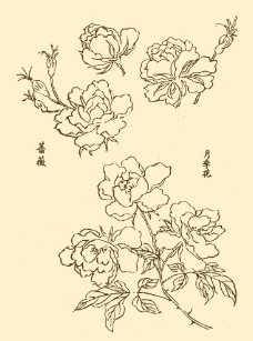芥子园画谱 花卉图片