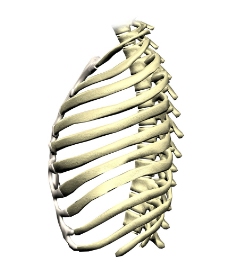 肋骨图片