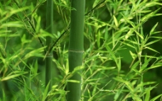 微信头像风景竹子