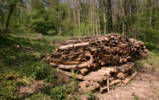 木柴法国树林木头图片