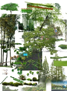 园林素材 植物素材图片