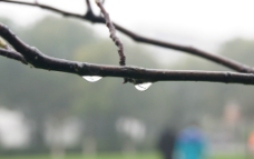 雨后的枝头图片