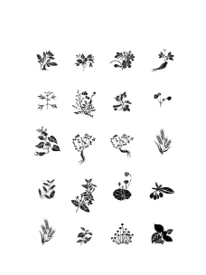 植物草药枸杞草本矢量图图片