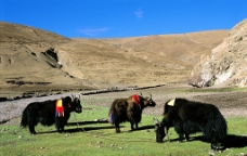 西藏人文图片