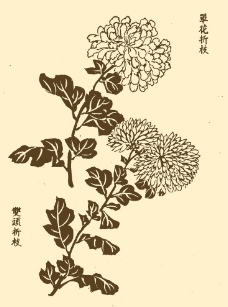 芥子园画谱 菊花图片