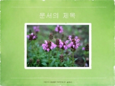 韩国自然绿色植物PPT模板