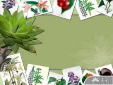 绿色花卉植物PPT模板