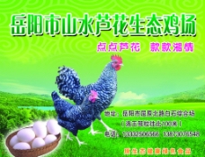 芦花鸡生态鸡场海报图片