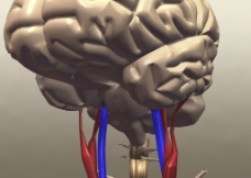 人脑 脑部结构图片