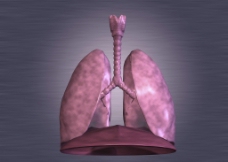 肺 肺呼吸图片