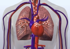 肺部 肺呼吸图片