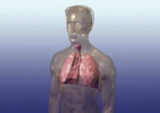 肺 肺气管图片