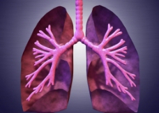 肺气管 气管图片