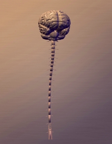 大脑 脊椎图片