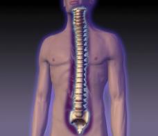 脊椎 脊椎骨图片