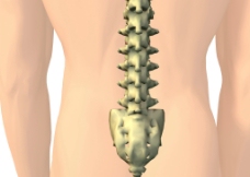 人体脊椎图片