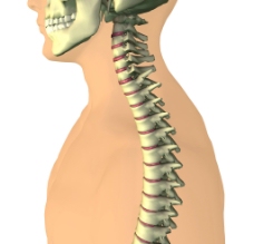 头盖骨 脊椎骨图片