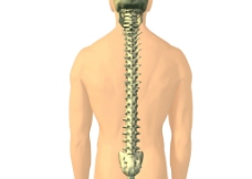 脊椎图片