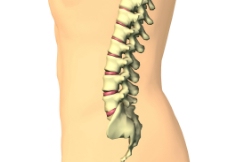 脊椎骨图片