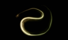 蛇的X光透视图片