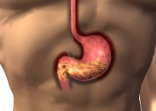 胃 消化系统图片