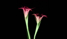 花朵X光透视图片