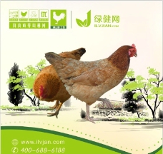 绿色叶子农家土鸡海报图片