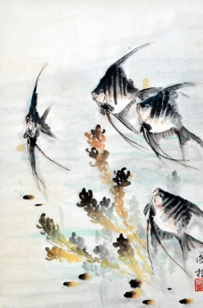 神仙鱼图片
