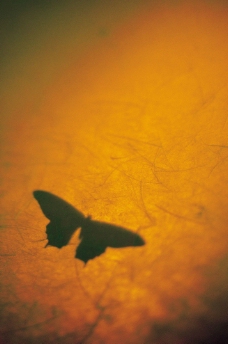 物件光影投射蝴蝶图片
