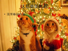 
圣诞节可爱猫咪PPT（1_16）
