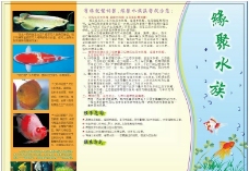 水族馆金鱼宣传单图片
