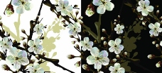 樱桃树枝花朵图片