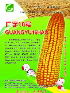 广宇 玉米图片