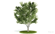 绿化学树木3D模型
