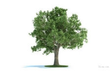 绿树绿色树木3D模型