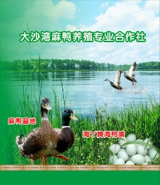 鸭 农产品展板图片