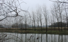 冬天萧瑟的河边图片