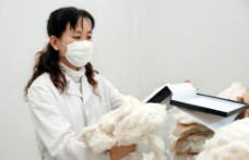 检验技术人员在进行公检棉花品级图片