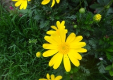 黄色小雏菊图片