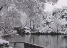 常州红梅公园雪景图片