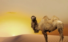 骆驼 沙漠图片