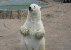 白色北极熊站立图片