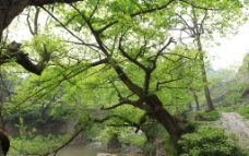 东溪黄葛树图片