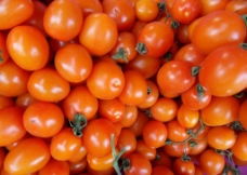 水果番茄图片