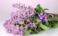 紫丁香 丁香花图片