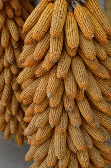 其他生物玉米棒子图片