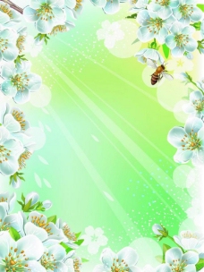 时尚线条春天蜜蜂梨花背景图片