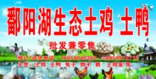 树木鄱阳湖生态土鸡土鸭店招图片