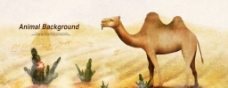 梦想梦幻沙漠骆驼图片